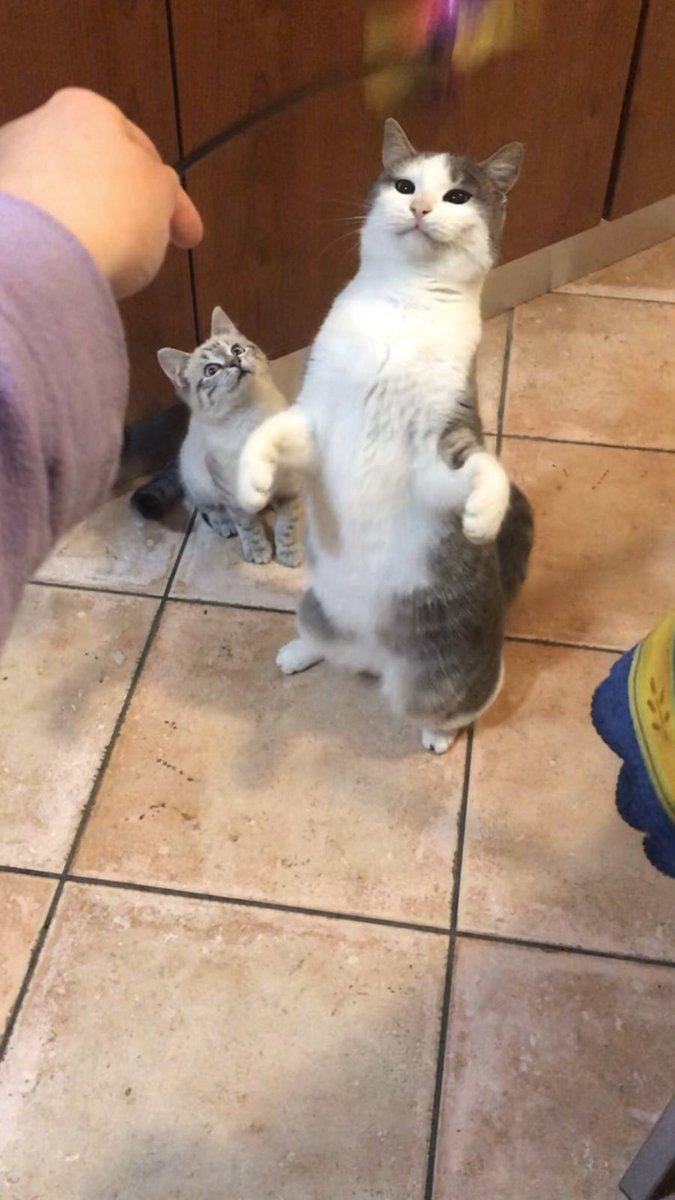 Prima e dopo di stellina♥️ per chi volesse contribuire ➡️ paypal.me/catladymariach…