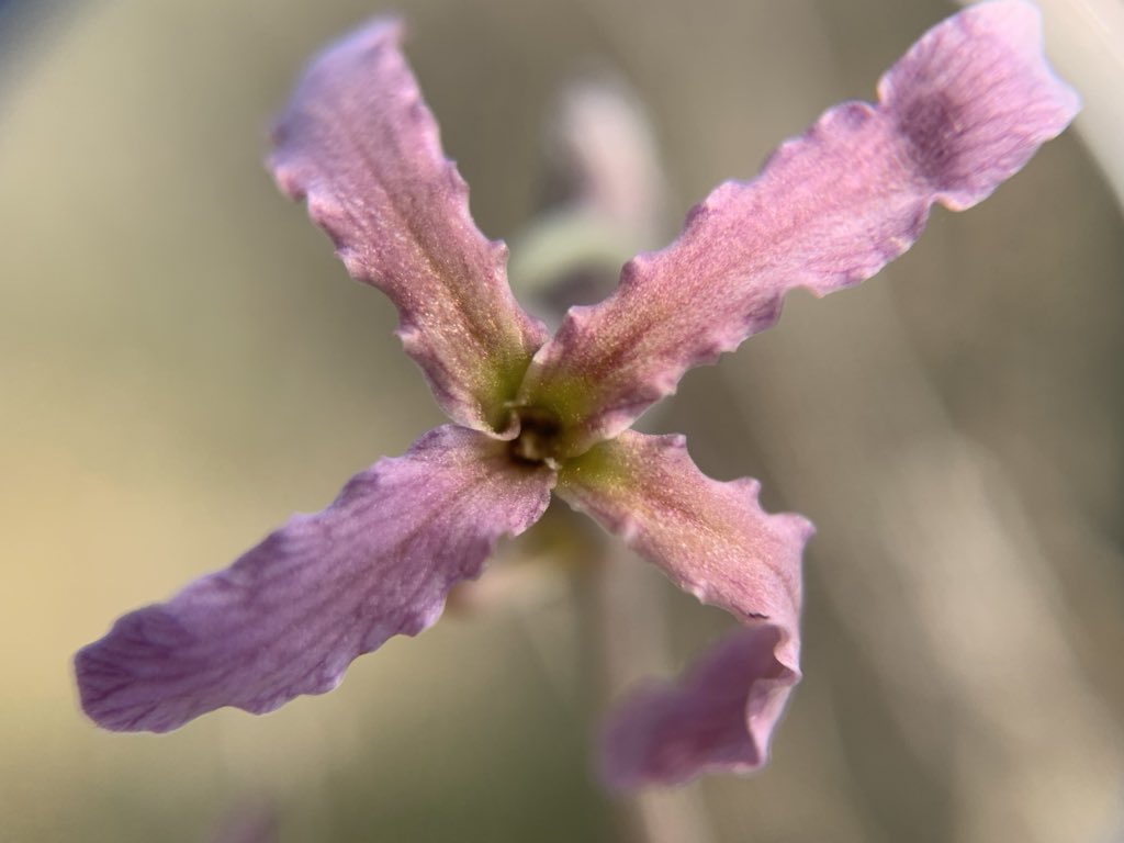 Papaver23's tweet photo. Les flors són un bon instrument per treballar les #simetries d’una forma competencial: realisme, vivencial i transversal
#mathsLab @INSJoanOro
#actinomorfes #zigomorfes https://t.co/NQ1yfRiIpe