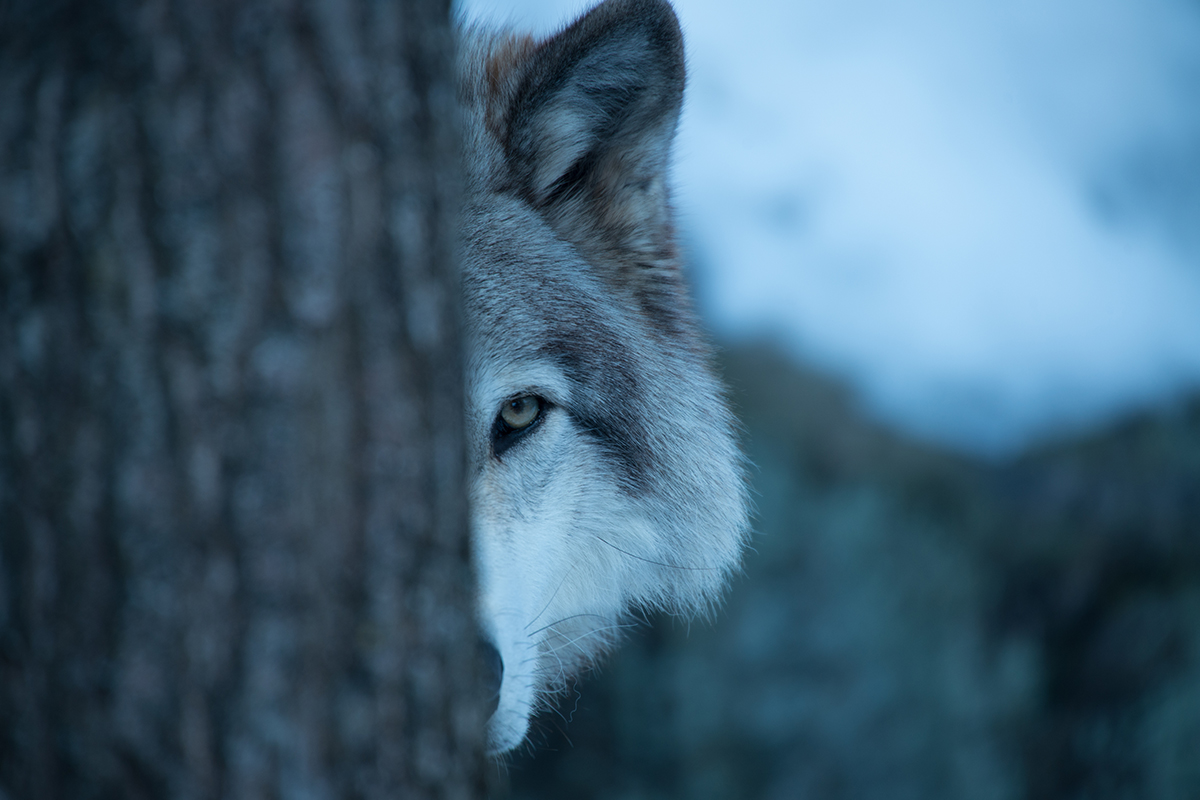 SavesTheWolves's tweet photo. Remember, we're saving the wolves! We want to help in any way we can. Saving the poor lives of these wolves means we can stop these unnecessary killings.
#Wolf #WolfCharity #Charity #Wolves #SaveTheWolves https://t.co/HTWeVkzz6b