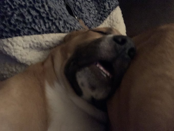 Want more puppy interactions?! Check out my onlyfans! https://t.co/ZcoGdLrVH2 #nsfw #18+ #puppies #onlyfans<a href="/tag/puppies"class="tags"><span>#puppies</span></a><a href="/tag/nsfw"class="tags"><span>#nsfw</span></a><a href="/tag/onlyfans"class="tags"><span>#onlyfans</span></a>