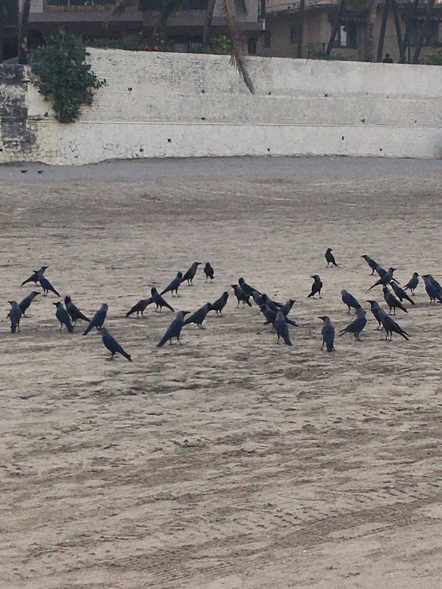 Nithin's tweet image. 7:01 AM: 140 BPM Beach run. Shocked at the average pace 😱🤣

#Runners360 #HRbasedrun #140BPM #180method #MAFmethod #beachrun #nike #zoom #vaporfly4 #werun2020 #werunmumbai #nature #sunrise #nofilter