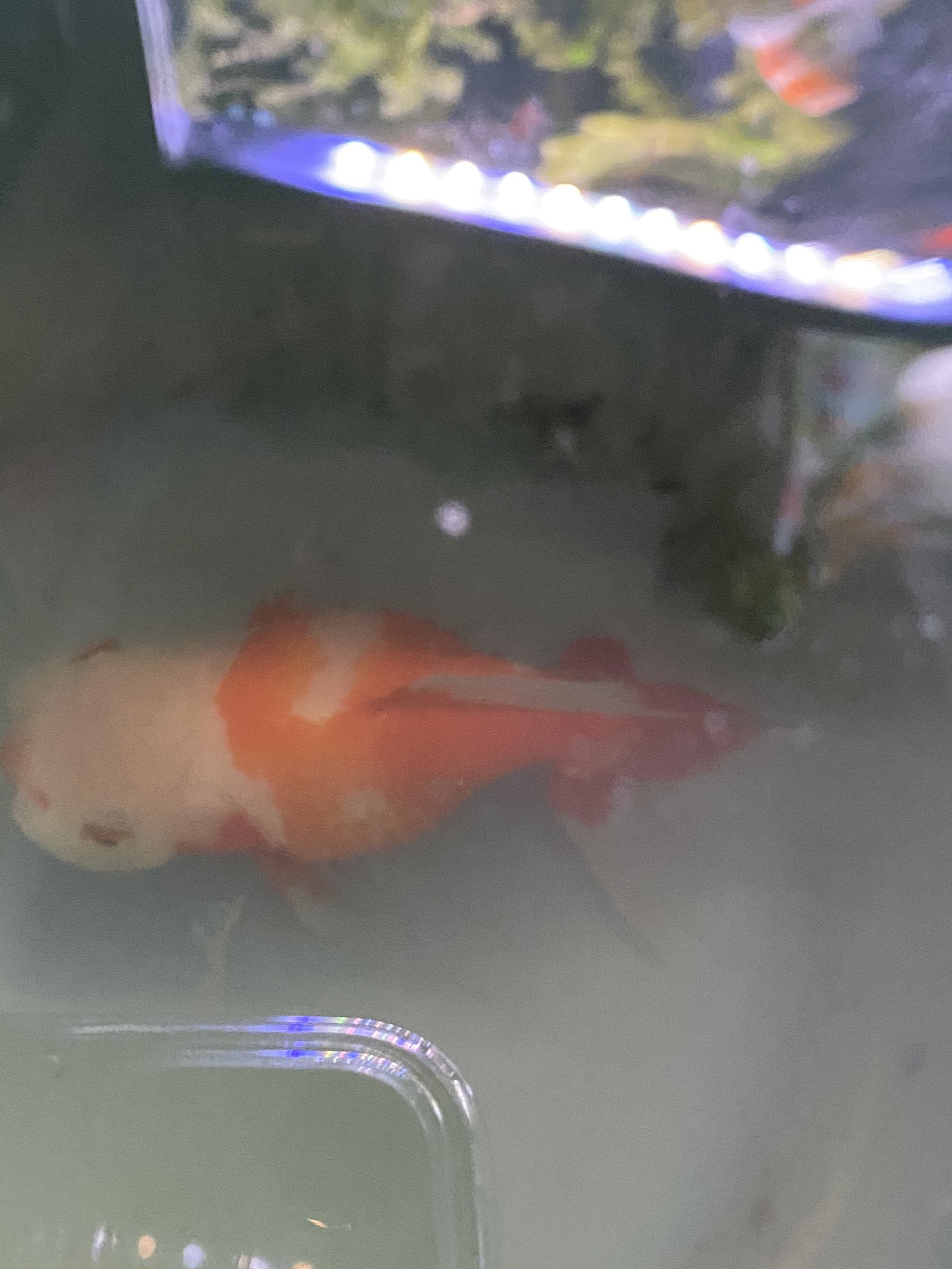 しぃちゃん 金魚 陸亀 治療槽ph7 0 温度 4度 鱗の開きは多分変わってない 0 5塩浴 グリーンfゴールド半量 本日届いた対松かさコンディショナーで治療中 松かさ経験された皆様 成功例 残念な結果になってしまった例 どんな些細なことでも