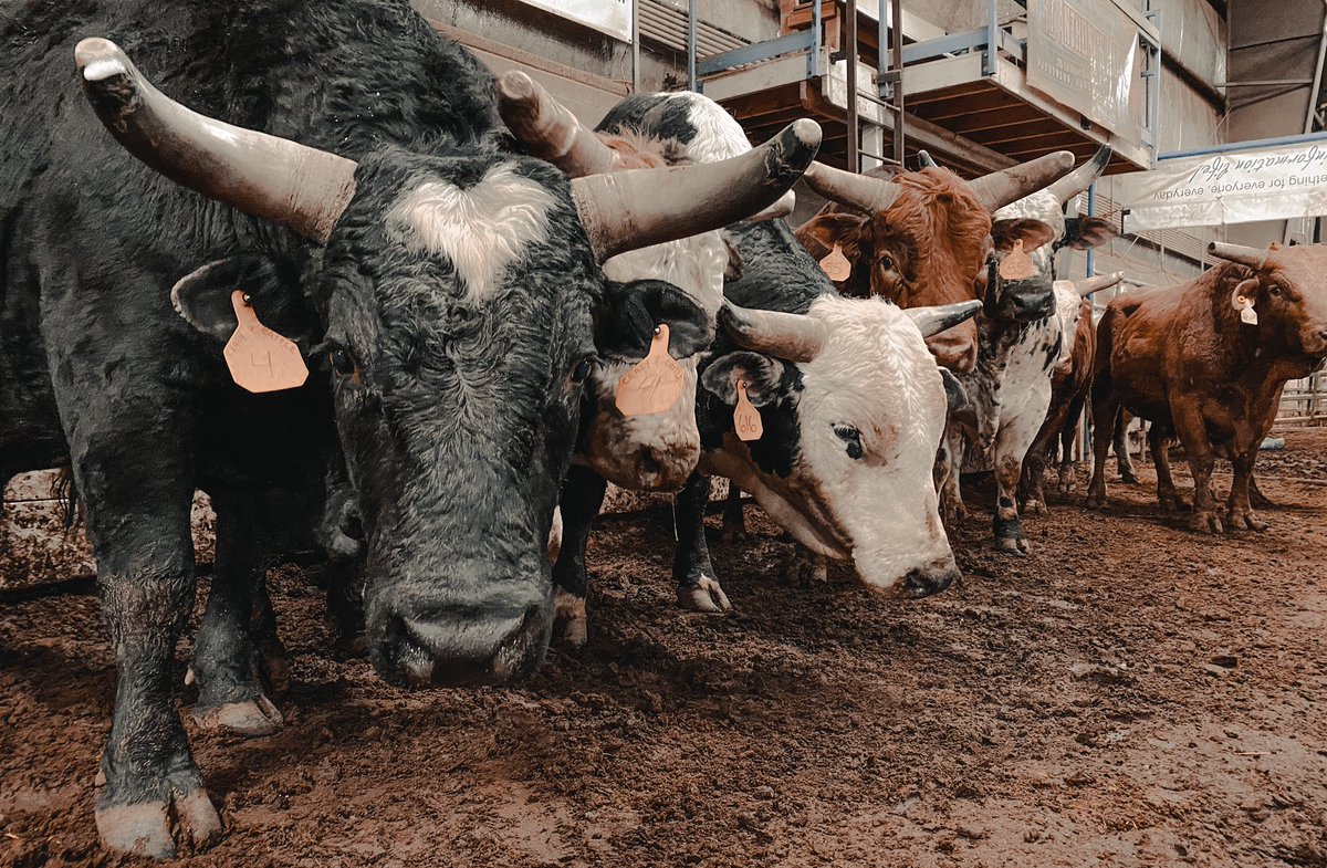 “I could get a good look at a T-bone by sticking my head up a butcher’s ass”