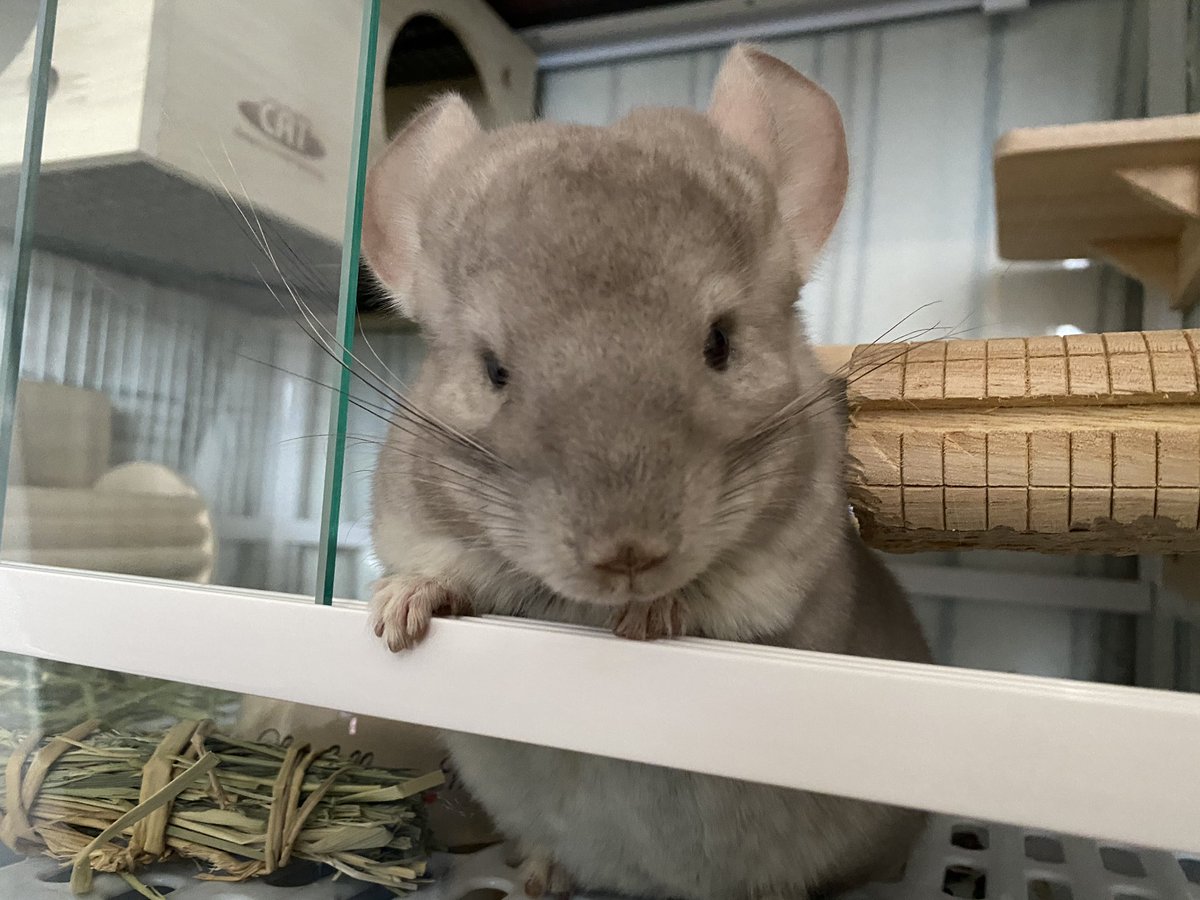 AggChin's tweet photo. 先週 あぐちゃんのお友達として メイちゃんをお迎えしました🐭  まだ2ヶ月なの�� あぐちゃんよりでかい😅  あぐちゃんと仲良くなれるといいけどなぁ～  #チンチラ #チンチラベビー https://t.co/ycboOlhXkr