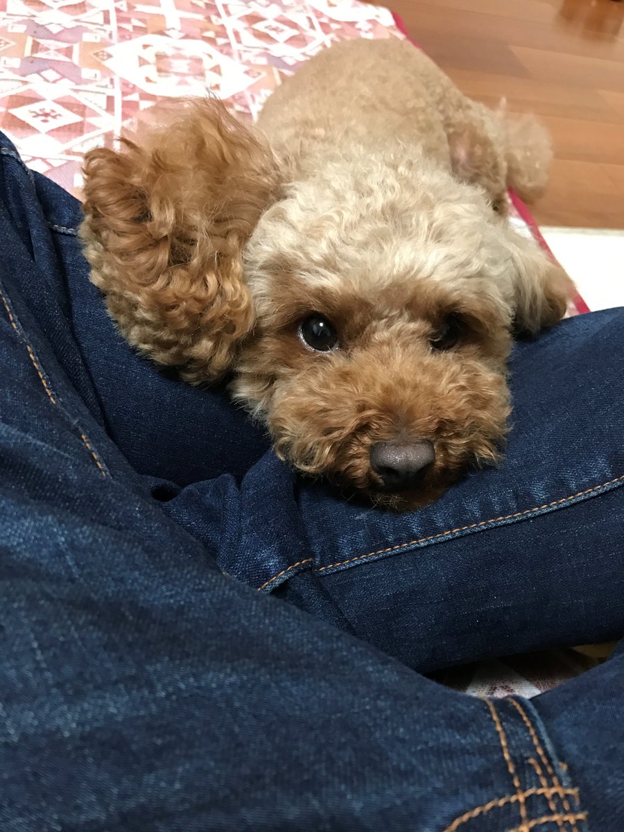 株式会社シード Radar消しゴム على تويتر 座ったらあごを乗っけてくれて そのあと膝に乗ってくれます コロナばっかりで気が滅入るから 犬テロしようぜ 企業公式犬部