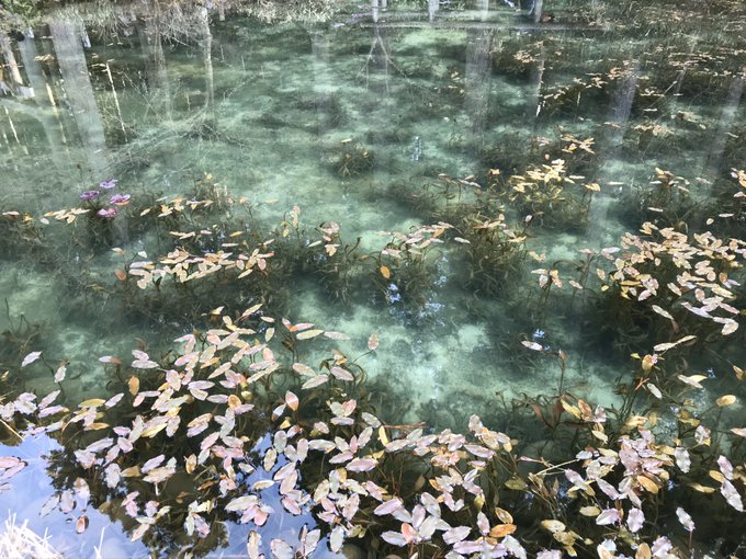 モネの池のtwitterイラスト検索結果