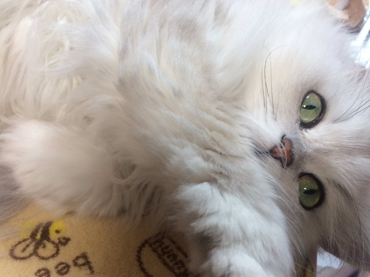 AQUA_Method's tweet photo. 一瞬でも嫌なことを忘れてくれたら良いな。
#癒やし画像
#persiancat #ペルシャ猫 https://t.co/OxwmH7GCEi