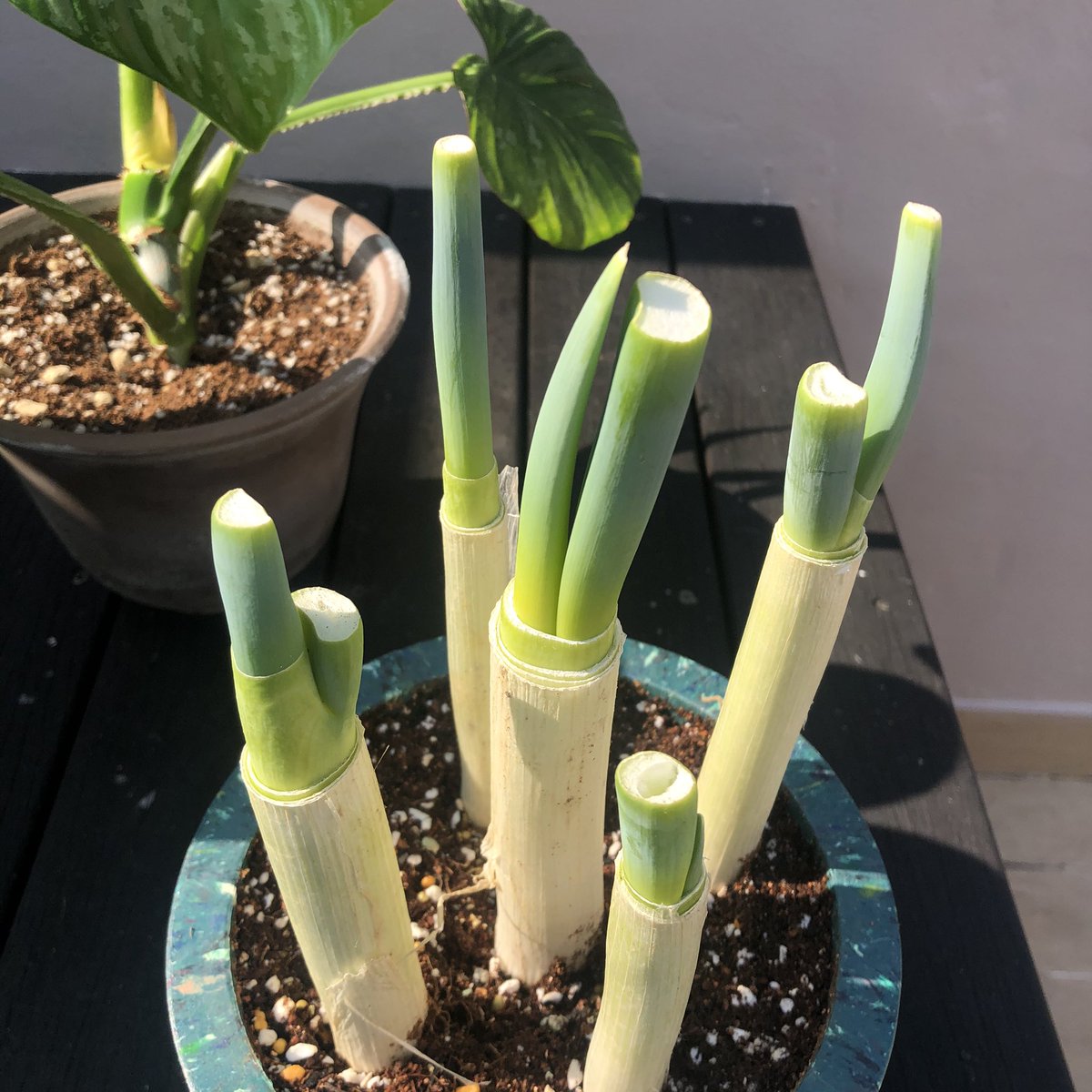 파 심은 데 파 난다.