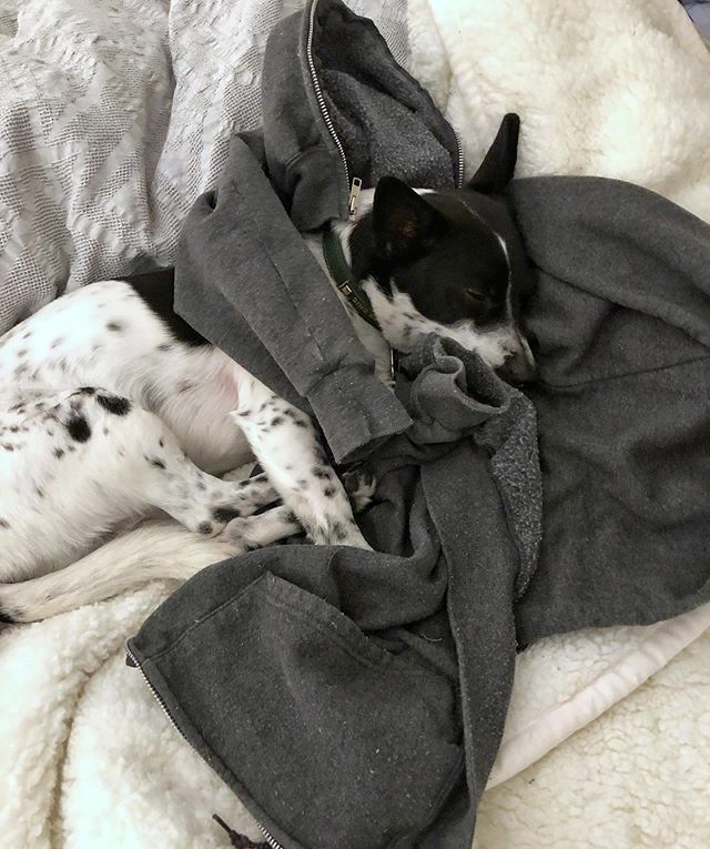 Rochelle at The Broke Dog tweet media