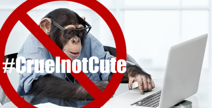 napsaprimates's tweet photo. VICTORY! We wrote to a corporate coaching firm about their use of inappropriate images of #chimpanzees in their newsletter, and we are happy to report that the firm has committed not to use such photography in the future! #NAPSAresponds = #Progress4Primates https://t.co/wnJzOiK2FI
