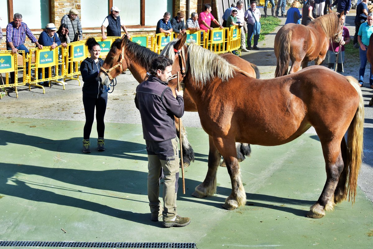 AYUNTAMIENTO DE CASO. PARQUE NATURAL DE REDES tweet media