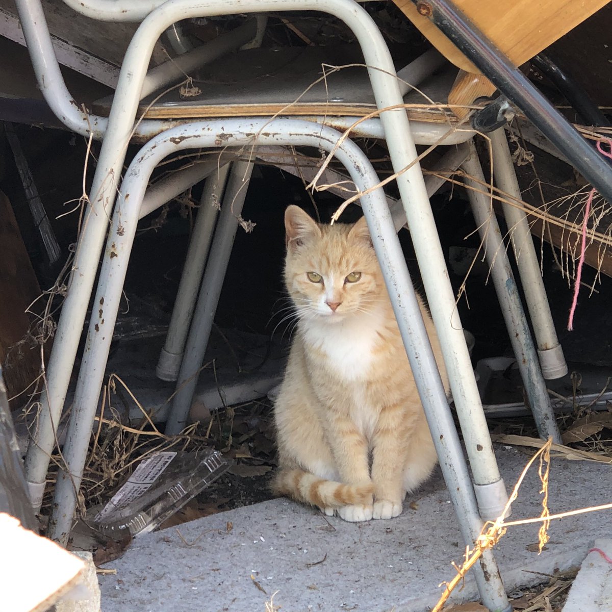 점점 토실토실해지는 캣