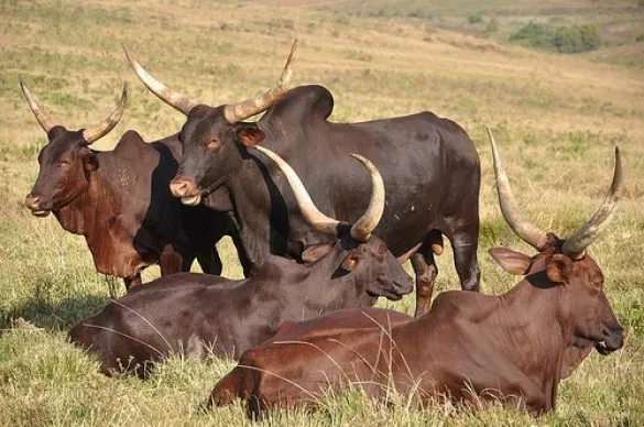 AshikaNayan's tweet photo. https://t.co/atd54R8D4m
Cattle urine's planet-warming power can be curtailed with land restoration #Animalcare #DairyFarming #MeatScience #AnimalTechnology #LivestockProduction #Aquaculture #AnimalCloning #veterinarytoxicology #animalhusbandary #Veterinary #Veterinarymedicine https://t.co/cSw1uRa6qn