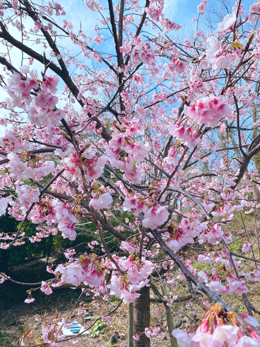 「先日伊豆に行ったらもう桜が咲いていた? 」|TAa🍚5/5コミティア ぬ28bのイラスト