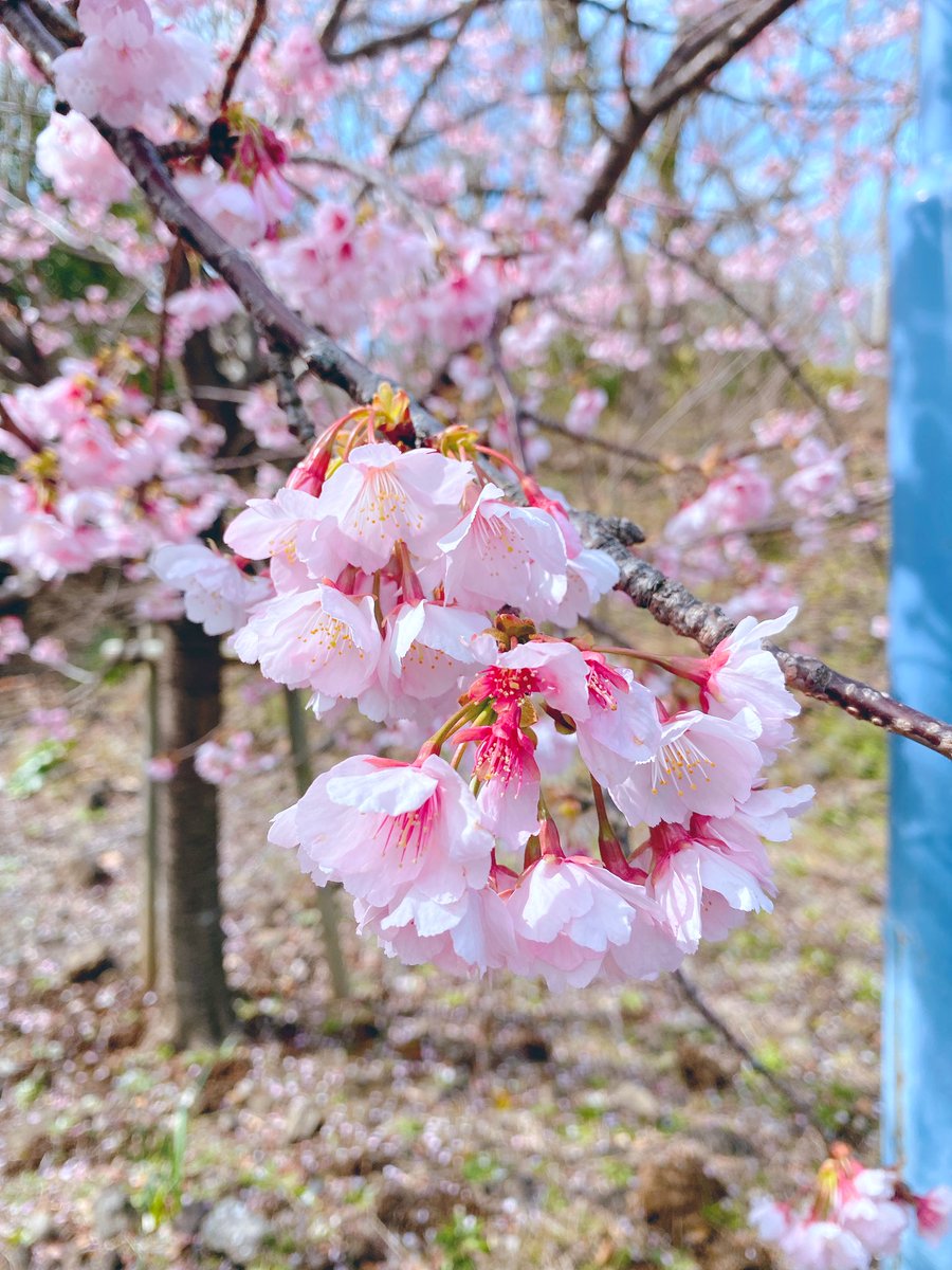 「先日伊豆に行ったらもう桜が咲いていた? 」|TAa🍚5/5コミティア ぬ28bのイラスト