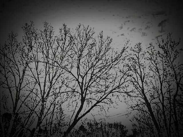 Mandiejean86's tweet photo. #darkart #darktrees #trees #deadtrees #deadtree #nature #naturephotography #nature_photo#darkart #darktrees #trees #deadtrees #deadtree #nature #naturephotography #nature_photo https://t.co/9Ex5lCt10s