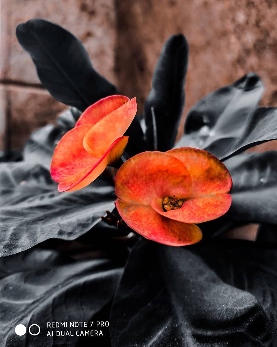 Redmi Note 7 'nin 48MP kamerası ile içindeki fotoğrafçılığı dışarı çıkar.
#xiaomitürkiye #xiaomi #redminote7
📸:@street_kaibalya