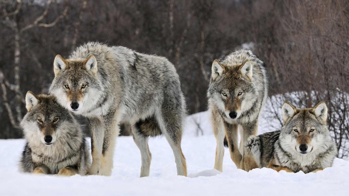 AshikaNayan's tweet photo. https://t.co/RRI8XpbI2B
Himalayan wolf discovered to be a unique wolf adapted to harsh high altitude life #veterinarysurgery #AnimalHealth #livestock #equine #animalhealth #VeterinaryResearch #AnimalWelfare #Camelresearch #EquineScience #AnimalBreeding #AnimalNutrition https://t.co/jpkRMdGlzp