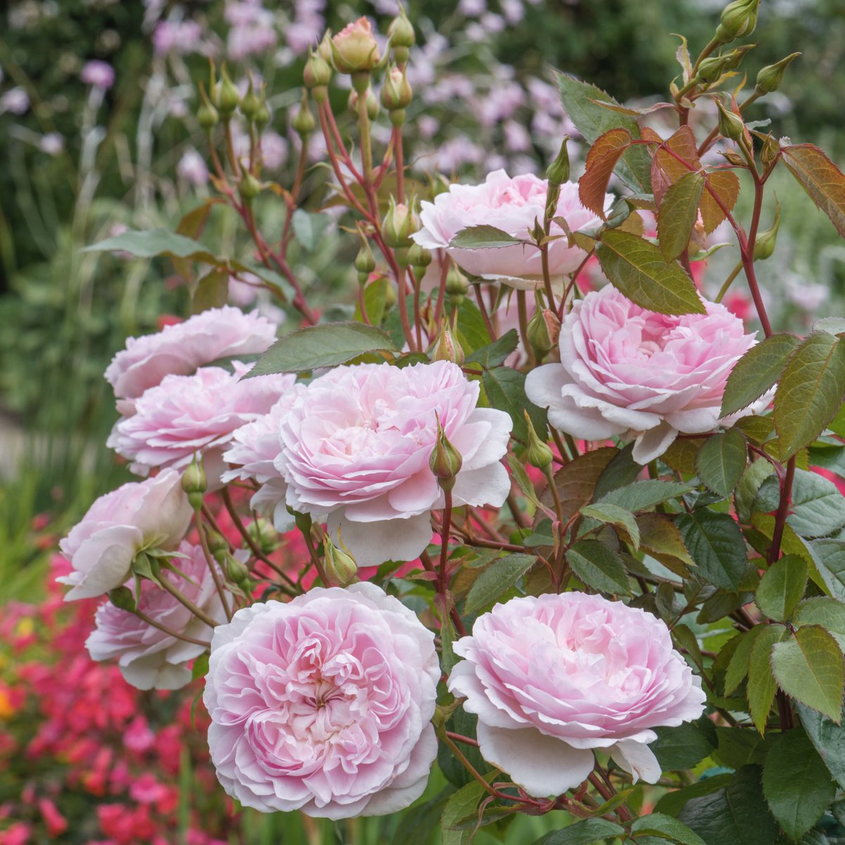 DAustinRoses's tweet photo. Welcome to our fresh new #rose varieties for 2020 – ‘The Country Parson’ and ‘Silas Marner’. We’ll be telling you more about these elegant additions soon, but at first glance, which is your favourite? https://t.co/9TWG1EcDYO