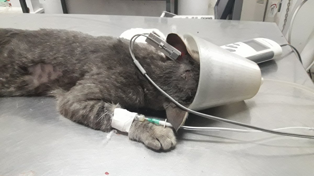 Thealiels's tweet photo. El perro de mi vecino( se mudo hace días/no se hace cargo) se les escapó, entro a mi domicilio y ataco a merline.  Quien estaba en el patio como todos los días. Es la primer noche de merli internado.Tiene pulmones y costillas totalmente dañadas, la manito quebrada y le cuesta https://t.co/LueWqFvOhO