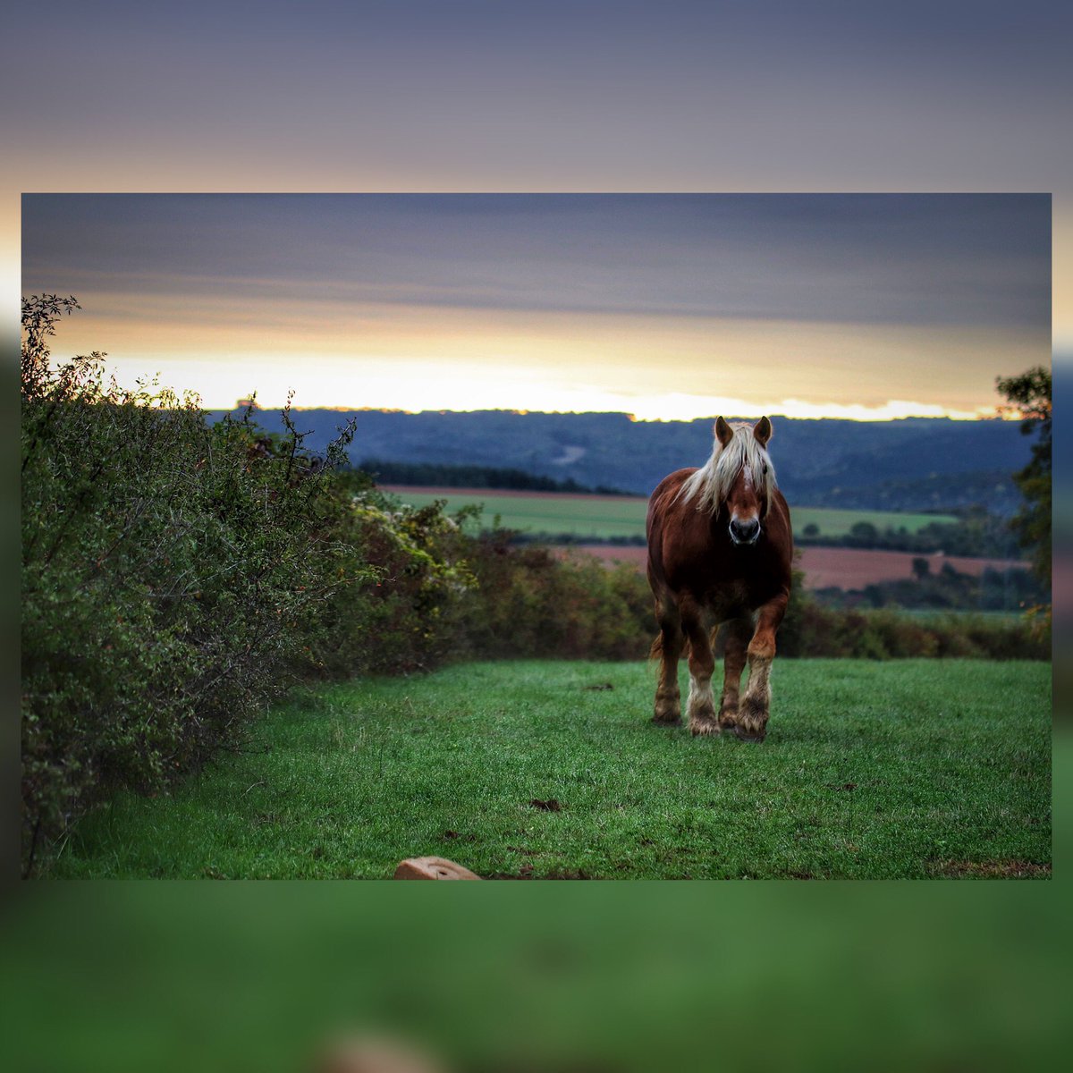 CelineEyes's tweet photo. Viens-là toi !
.
.
.
#etudiantip #artmajeur #photographe #photo #creativeentrepreneur #destinationphotographer #photographer #femmephotographe #cheval #animal #chevaldetrait #campagne #paysage #nature #France #faune #équidée #équitation https://t.co/o1TQzRxuNj