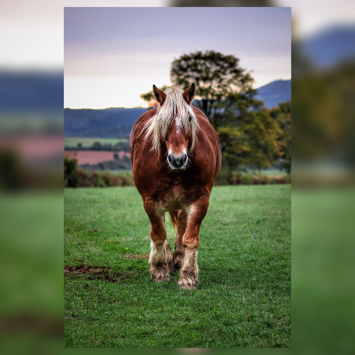 CelineEyes's tweet photo. Viens-là toi !
.
.
.
#etudiantip #artmajeur #photographe #photo #creativeentrepreneur #destinationphotographer #photographer #femmephotographe #cheval #animal #chevaldetrait #campagne #paysage #nature #France #faune #équidée #équitation https://t.co/o1TQzRxuNj