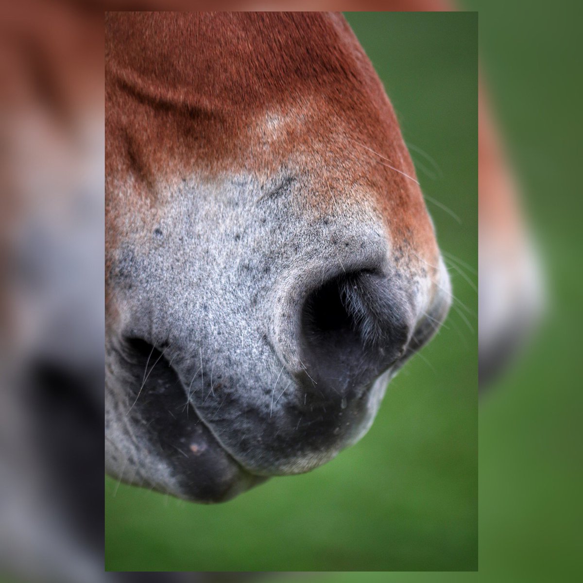 CelineEyes's tweet photo. Viens-là toi !
.
.
.
#etudiantip #artmajeur #photographe #photo #creativeentrepreneur #destinationphotographer #photographer #femmephotographe #cheval #animal #chevaldetrait #campagne #paysage #nature #France #faune #équidée #équitation https://t.co/o1TQzRxuNj
