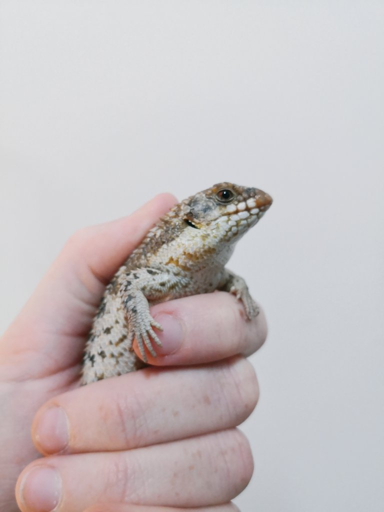 in contrast to its name, egernia depressa brings only smiles