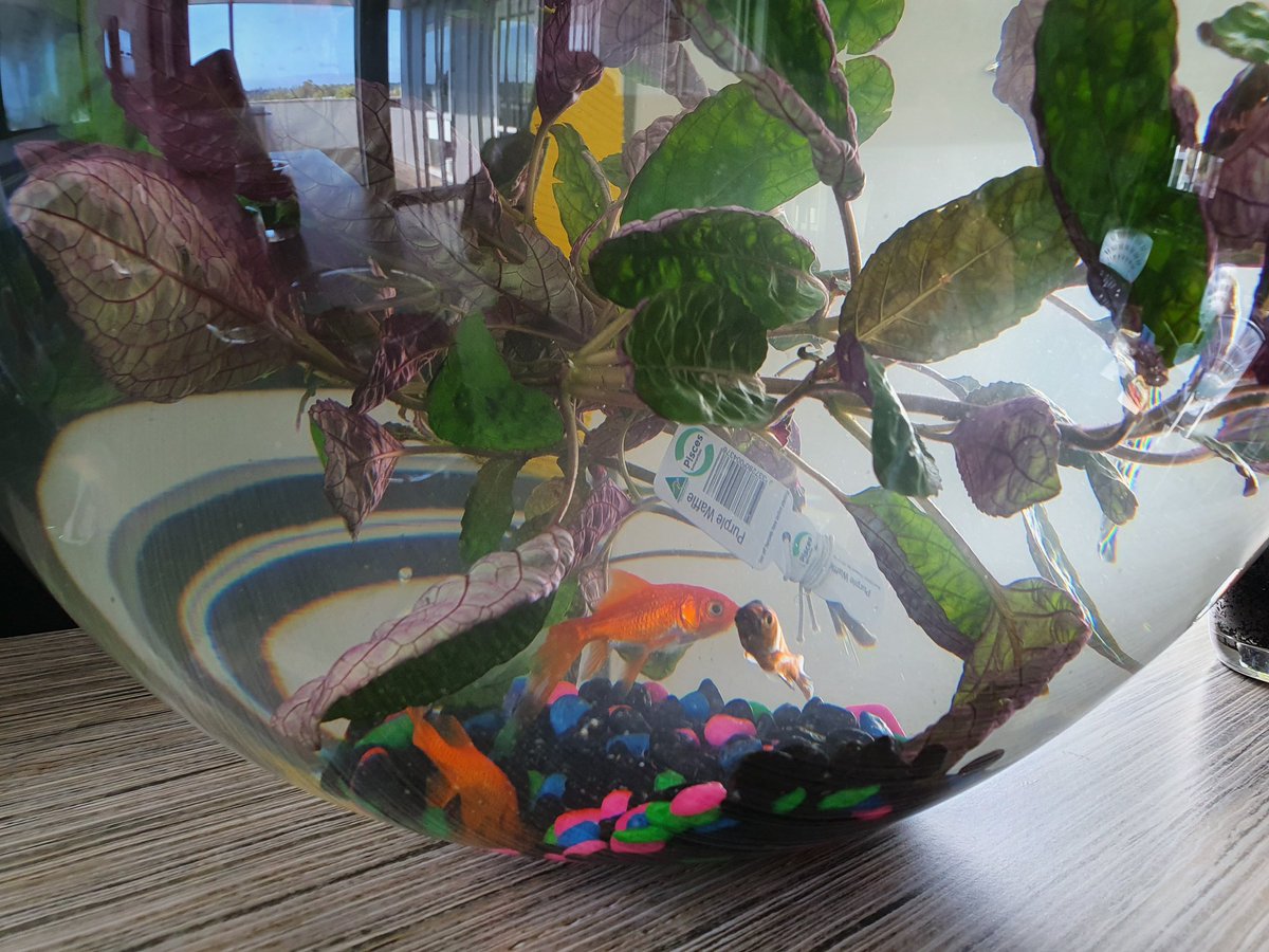 sbedesbn's tweet photo. Welcome to 3/4N! Now to decide what to call you 🤔 What will we name our class pets??? Stay tuned to find out... https://t.co/5ivfp1kEyK