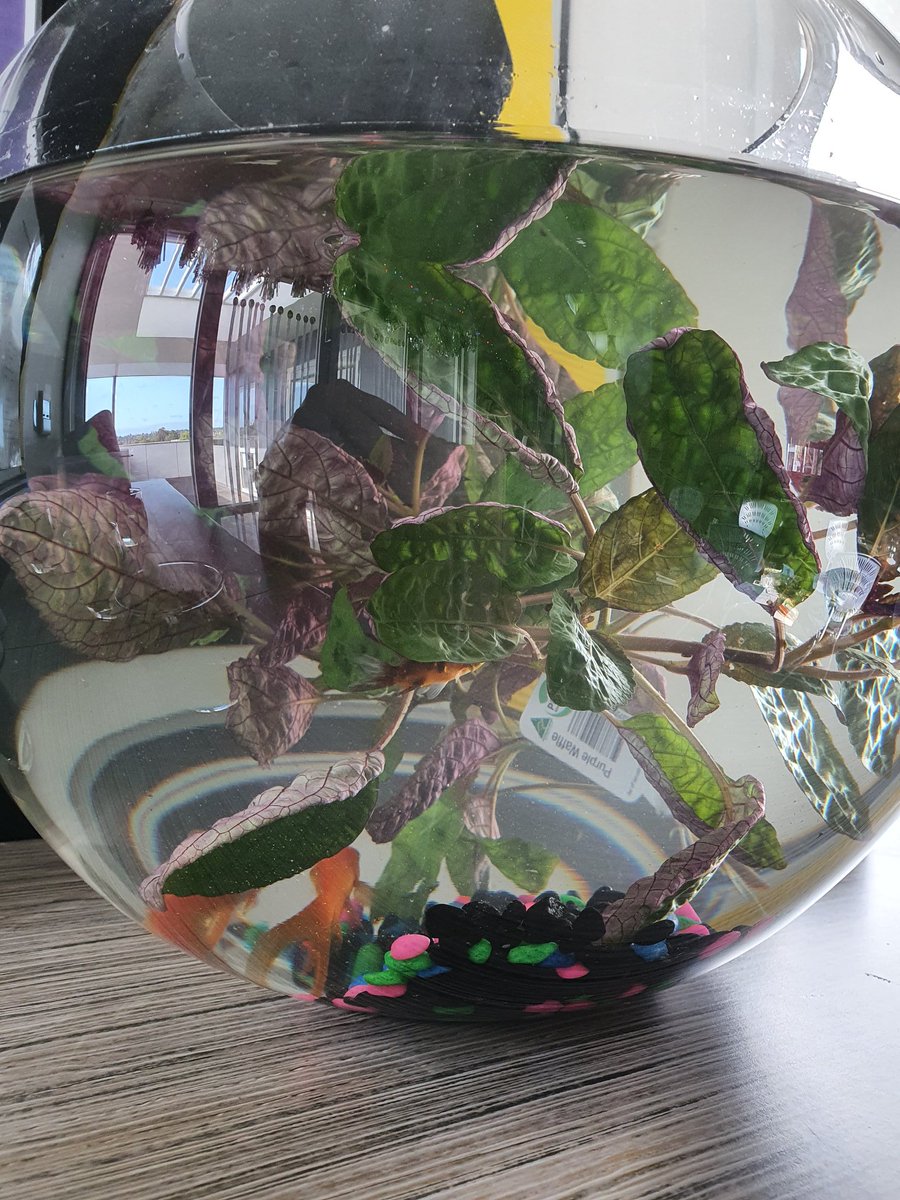 sbedesbn's tweet photo. Welcome to 3/4N! Now to decide what to call you 🤔 What will we name our class pets??? Stay tuned to find out... https://t.co/5ivfp1kEyK