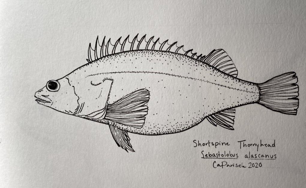 caparisek's tweet photo. Shortspine Thornyhead - #LeapDay themed only if you count the leap when one of these spines get you!
this fish definitely thought its name would get it into a punk rock band, but thusfar, it has not. still hoping
#sundayfishsketch #ink52 https://t.co/aBvCEXSCQx