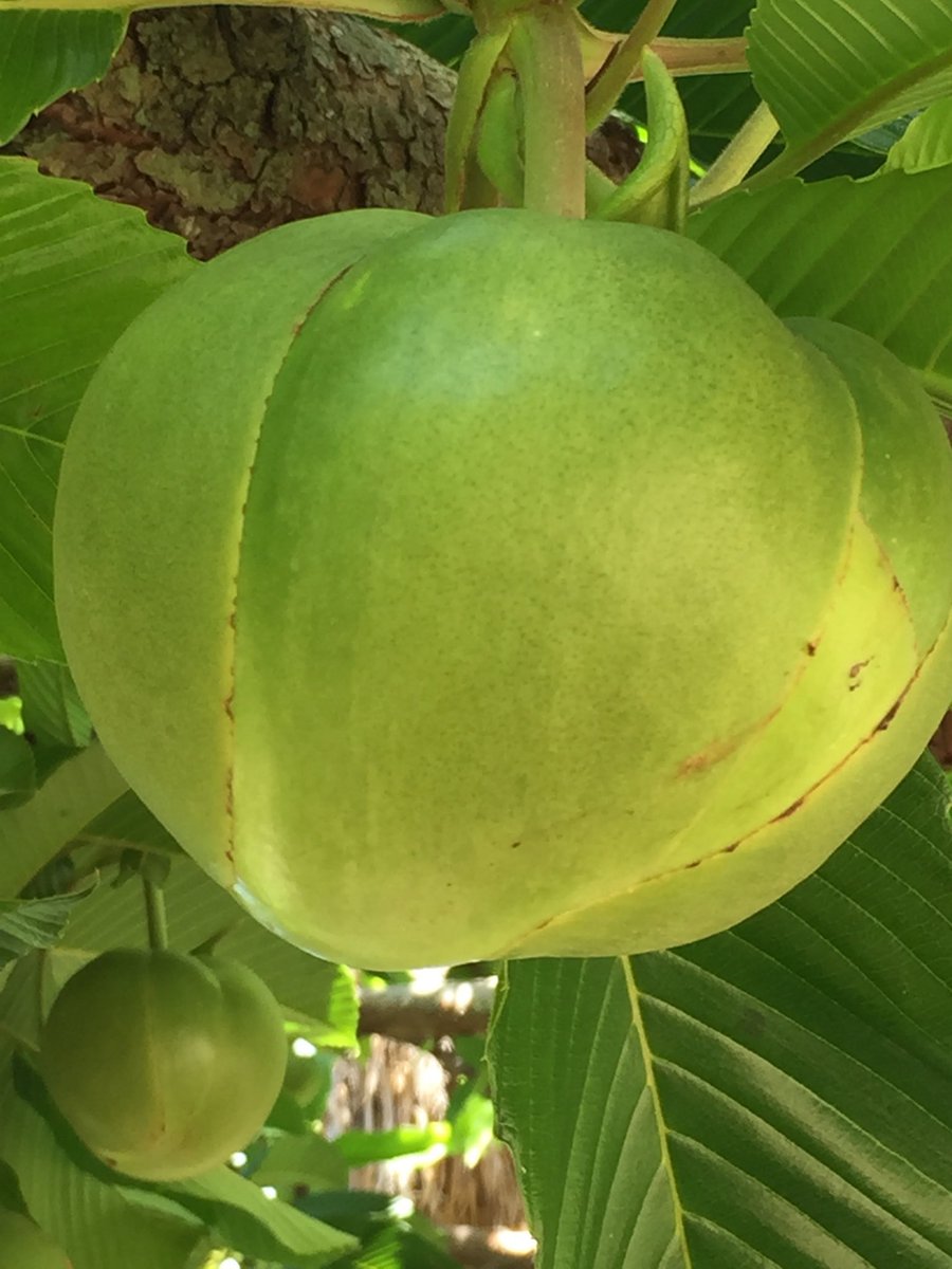 #elephant_apple hashtag on Twitter