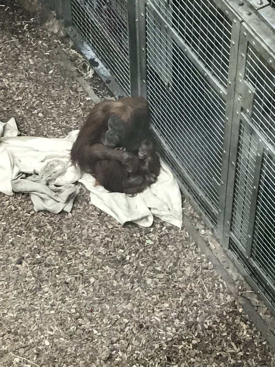 Lou_eba's tweet photo. Well it’s been a busy weekend for Ted, starting with a Sleepover with friends and learning all about Orangutans 🦧 what a great choice of a book! @KSInfants https://t.co/irRQGLSjcK