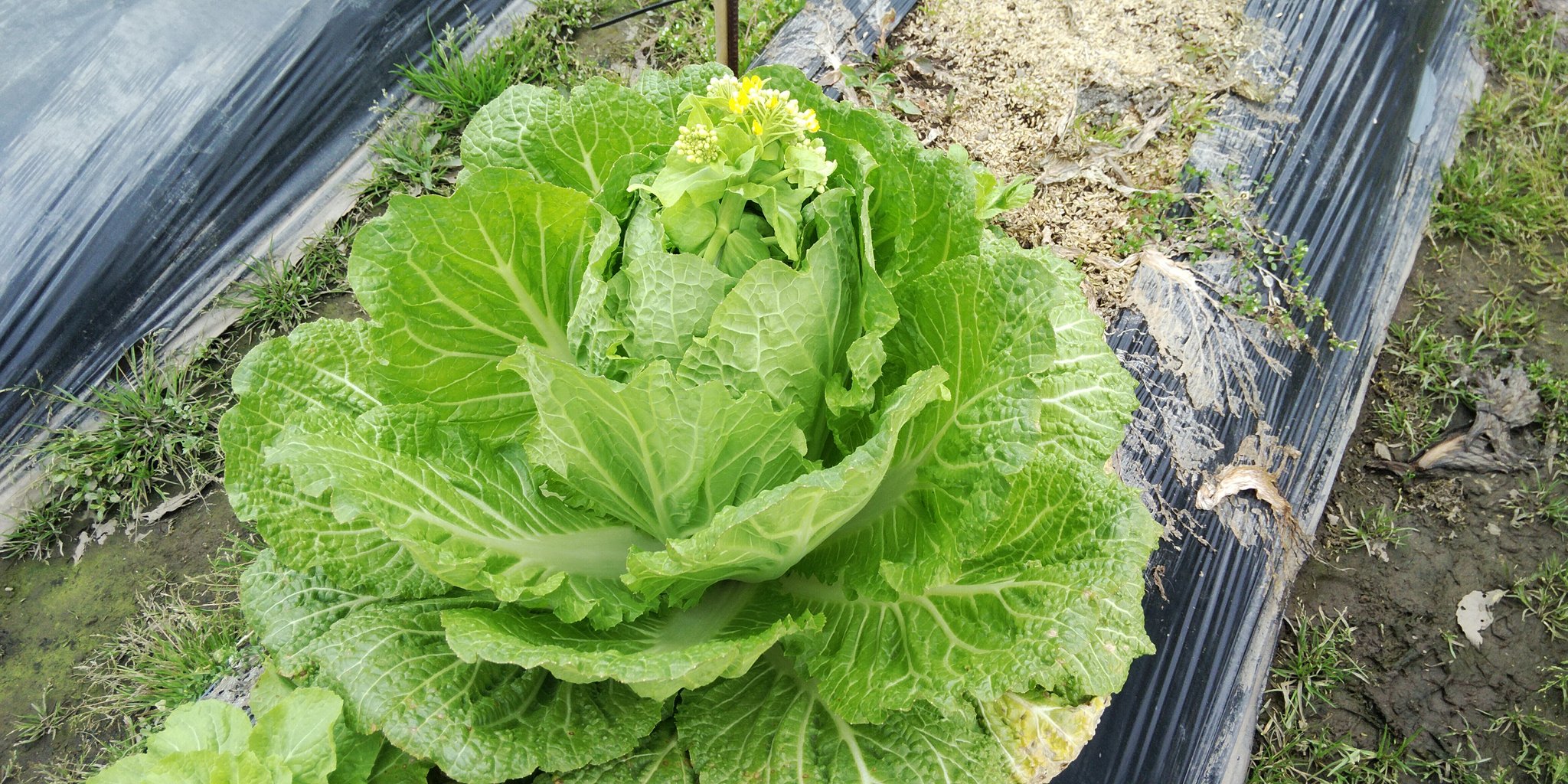 白虎 びゃっこ 実家の畑で育ててた白菜 花が咲いちゃったよ 白菜の花 兵庫県豊岡市 T Co 8vxnhuyhy6 Twitter