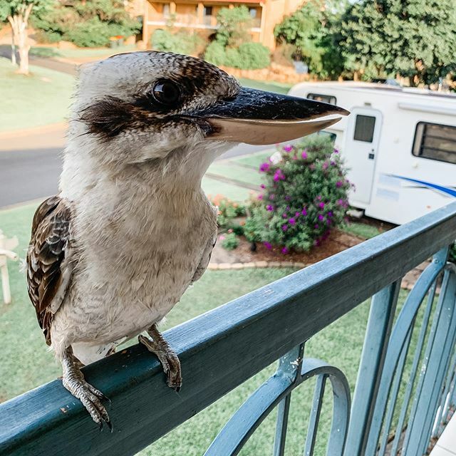 smpaskin's tweet photo. Love it when the neighbours drop in for a snack. #australia #aussie #kookaburras #kookaburraselfie #aussielife #nature #australianwildlife #australianbirds https://t.co/EmnMeqApo6 https://t.co/b5qH1GixNb