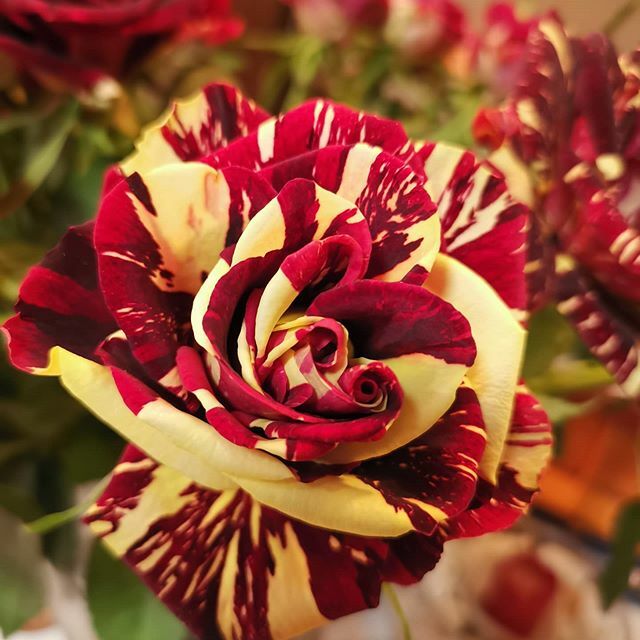 AprilFlowersltd's tweet photo. Когда то много лет назад а точней 20+ когда #Израиль занимал ведущее место в выращивание мелкоцветной #розы и экспорте её на #аукцион, появилась фантастическая  мелкоцветная роза #абракадабра.. И начался её бум сотнями тысяч её выращивали и продавали #израильские фермеры.. н… https://t.co/hFp1Cx0tBQ