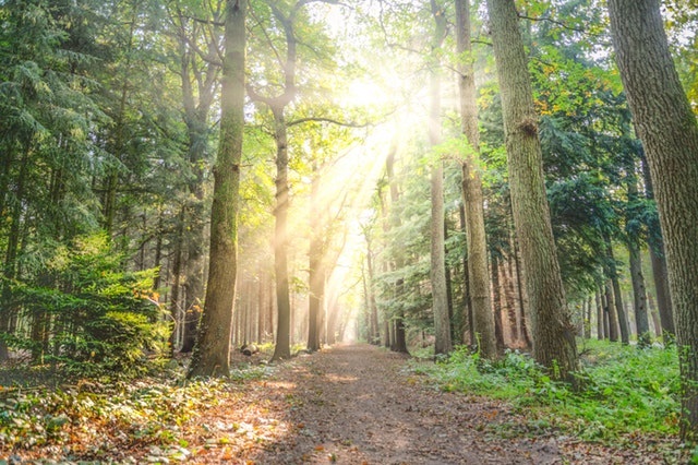 ★ Ga lekker een frisse neus halen in het bos! In deze blog vind je fijne Flevolandse adresjes en tips om het extra leuk te maken! 🤩👉 bit.ly/2Vo1Fnu