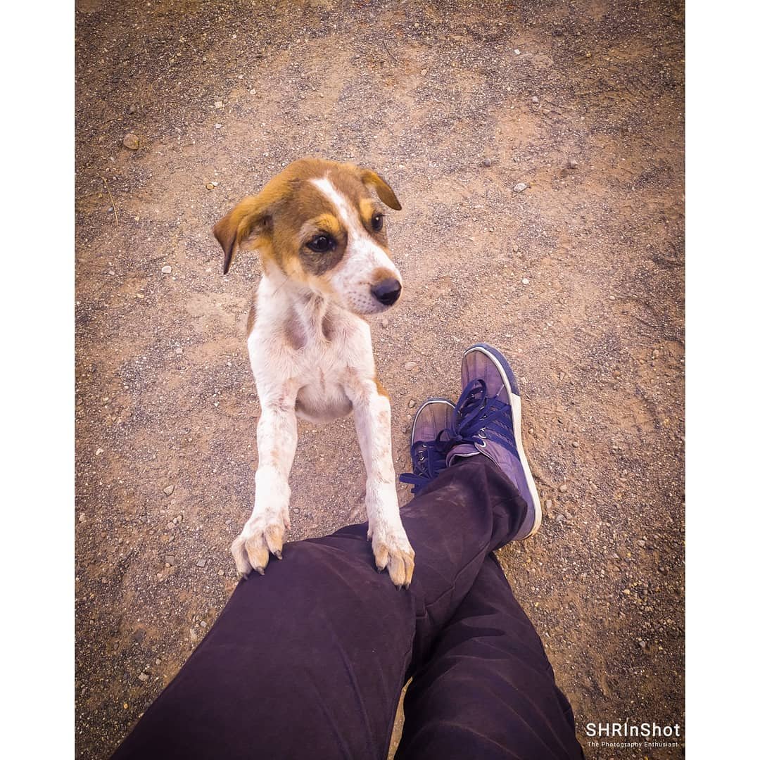Shricastic's tweet photo. "If I could be half the person my dog is, I'd be twice the human I am."🐕
#ShowmAn_Snaps  📸✨
.
.

#dogphotography #dogsofinstagram #dog #dogs #dogoftheday #dogstagram #doglover #instadog #doglife #doglovers #puppy #instagram #photography #dogsofinsta #love #cute #doggy #bhfyp https://t.co/JOTzHLixEV