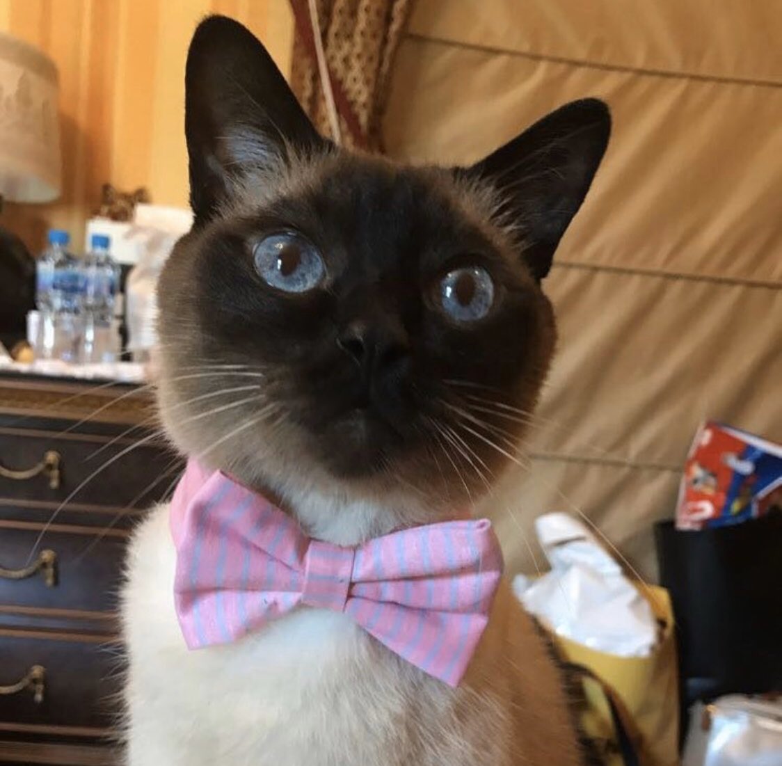 Bernard trying  his best bow tie, for when he takes me out to dinner..  #siamesecats #teammeezer# #mummysboy #mondayvibes #CatsOfTwitter ❤️❤️😻😻😽😽💞💞💞