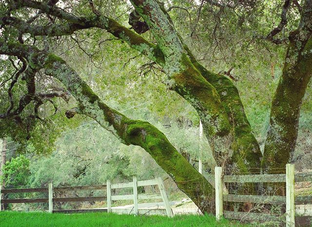 macieksmuga's tweet photo. Oak at the gate to Quail Hollow Ranch park

#quailhollowranch #santacruzmountains #californiaoak #californialandscape#fujifilmxt30 #fujinon35mmf14 https://t.co/ZE4RFXss7v https://t.co/EYg6Qgp9JH
