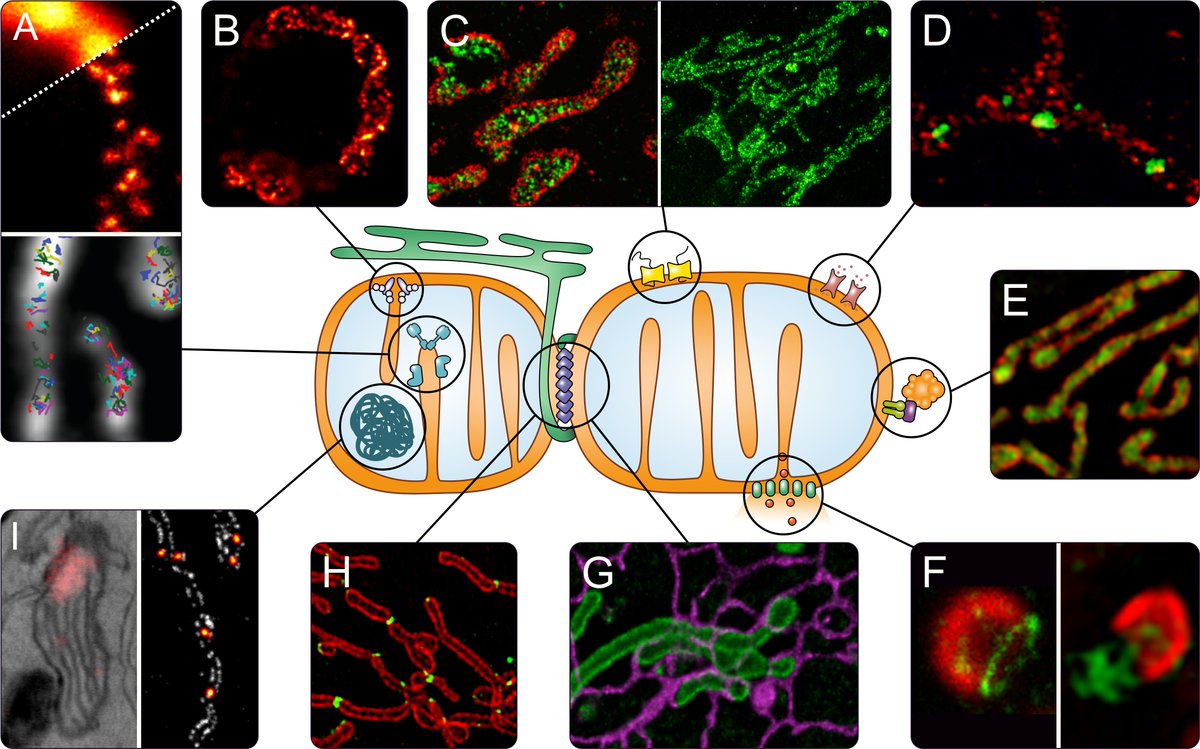 Mitochondria in the spotlight of super-resolution microscopy: 
annualreviews.org/doi/abs/10.114…
