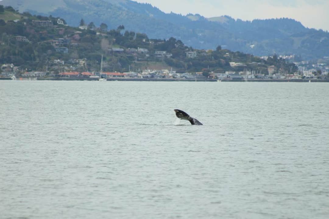 I do love the whales...but Greys (Eschritius robustus) are lil shits, they really are. They're notoriously good at disappearing since they can dive anywhere between 7-20 minutes, making watching them unpredictable.  #mammalwatching  #wildlifephotography