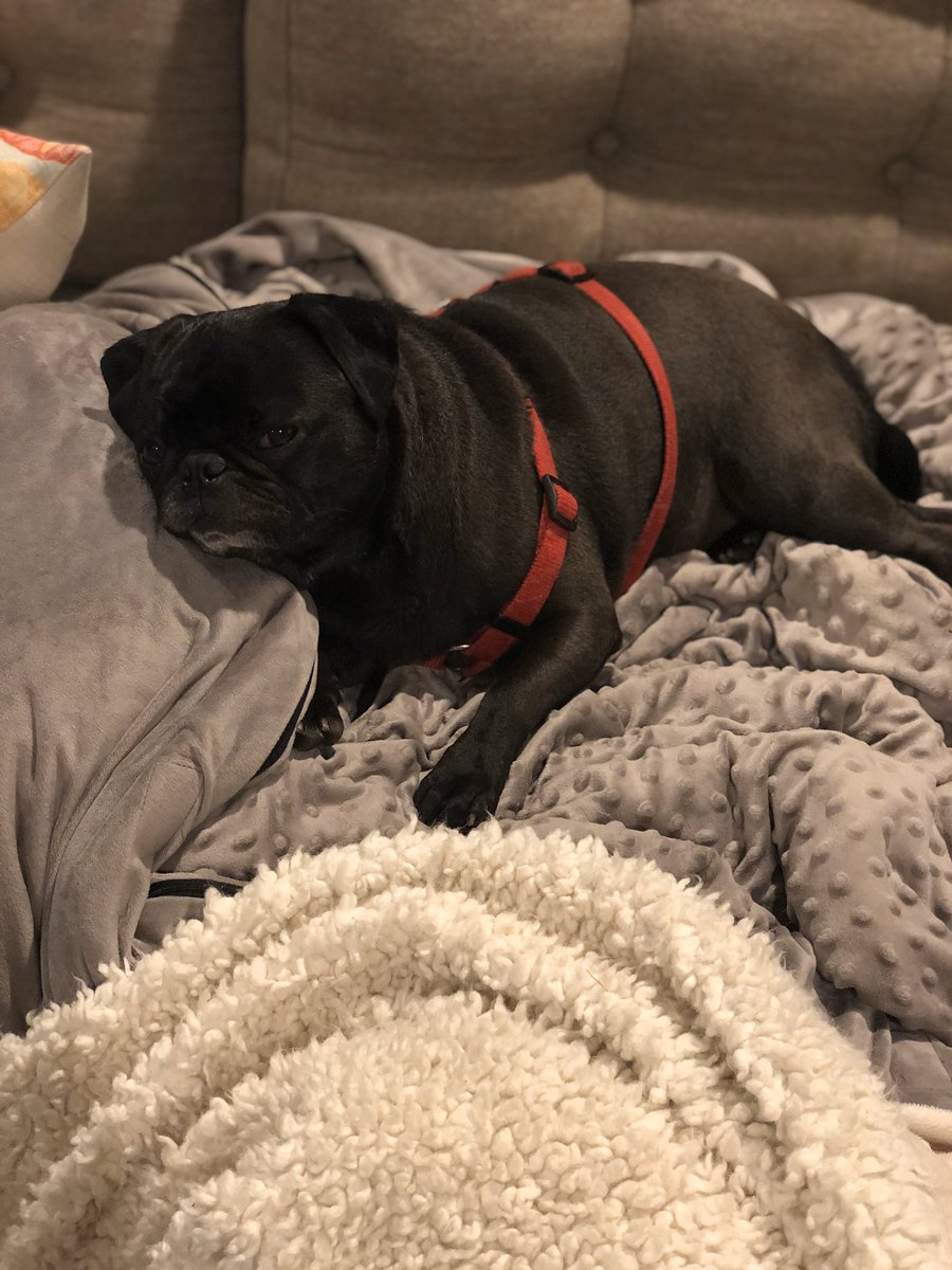 tceq_brooke's tweet photo. Someone has a case of the Mondays.  #princesslala #dogsoftwitter https://t.co/cgs25wRgtz
