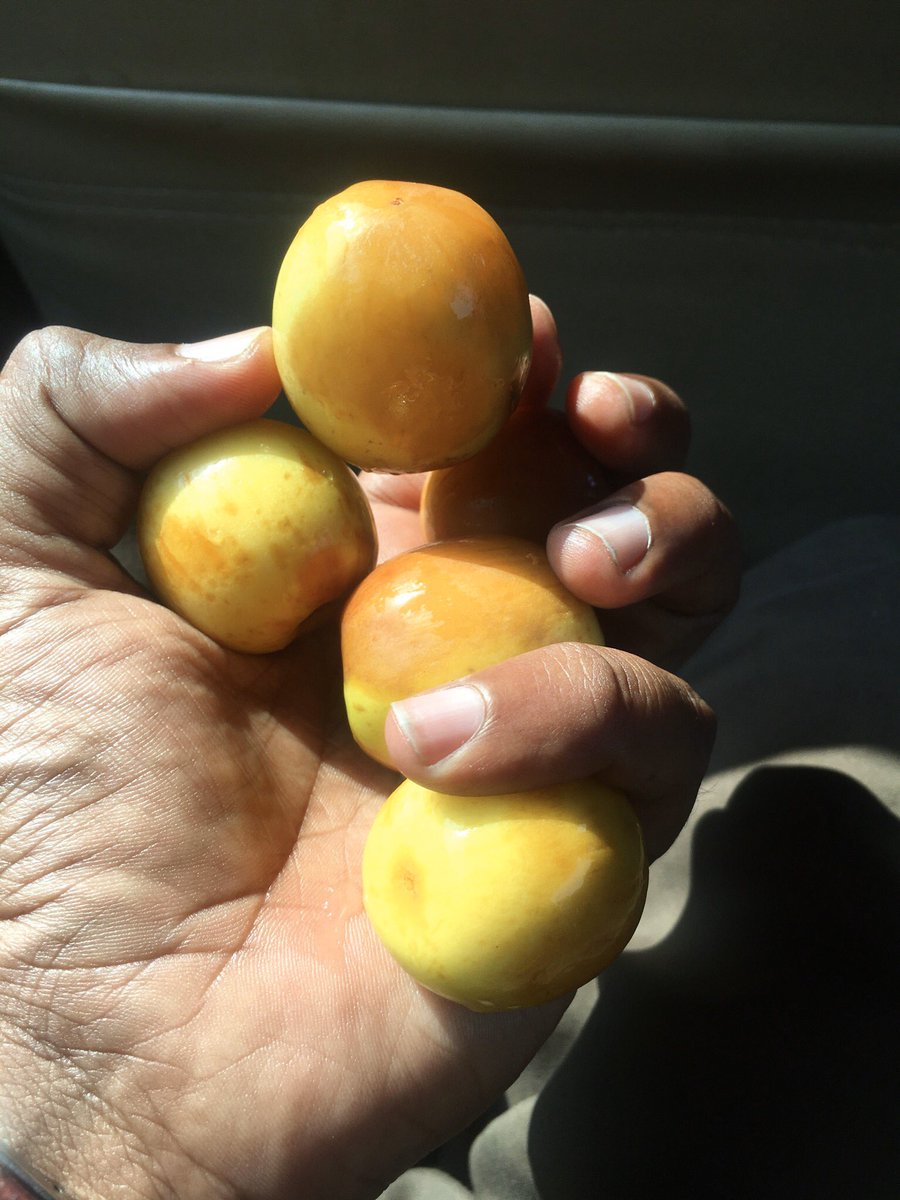 Jujube Twitter Search