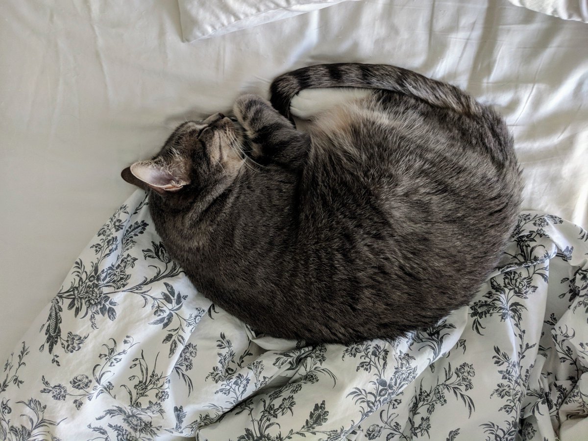 Kittie83476510's tweet photo. #CatsOfTwitter  #catlover  #CatsOnTwitter  #catsofinstagram  <3😍 https://t.co/bDa12MX13q