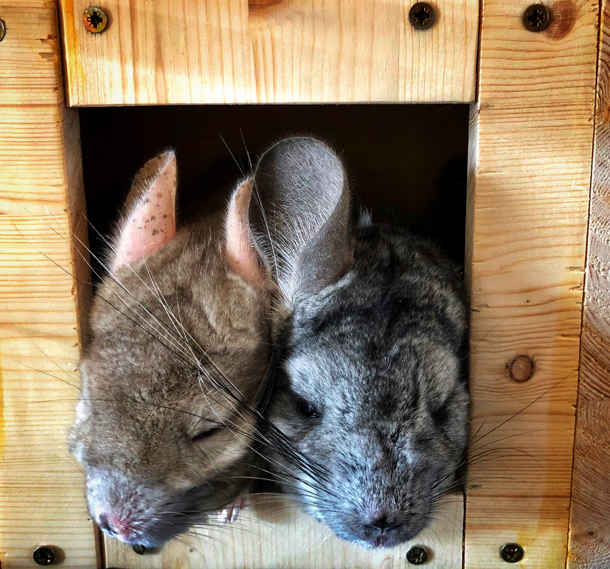 Chinchilla nest cheap box