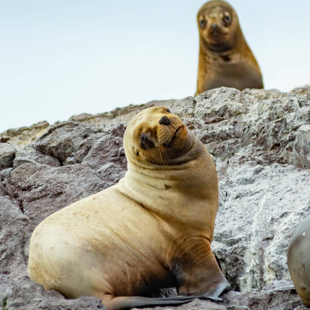 ☕¡Arrancando la semana con toda la energía! 😴 Como nuestros Lobos Marinos🤭 Y vos ¿Ya estás listo para conocerlos? Dale, Vení a Puerto Deseado!

#puertodeseado #sentí #viví #disfruta #MesADNriadeseado #aventura #desafío #naturaleza #excursiones #RíaDeseado
Ph: Pablo Godoy