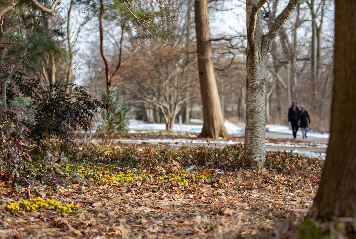 Flowers arriving along the river trail at MSU!