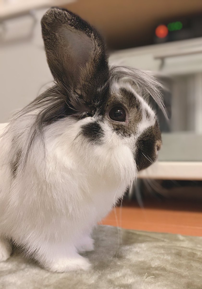 おかやん レオぽんの横顔 うさぎのいる暮らし うさぎ好きさんと繋がりたい ライオンロップイヤー T Co Tinwhse7mm Twitter