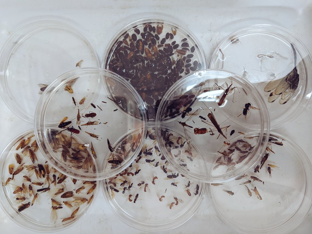 Big science often happens in small spaces!

Helping researchers streamline #DNAbarcoding pipelines @UnivofGh to build an insect barcode library that will enable the construction of an ecological network involving #AnophelesGambiae - vectors of #malaria in sub-Saharan #Africa